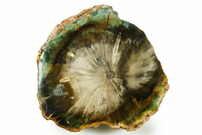 Green Chromium Petrified Wood (Woodworthia) End-Cut - Zimbabwe #379395